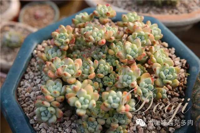 大群老桩秀妍多肉,多肉大群造型图