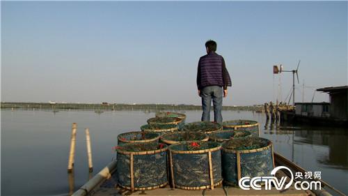 阳澄湖大闸蟹将军养殖基地,阳澄湖唯一的养蟹状元