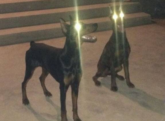 一加3t详细介绍,一加3t最新功能