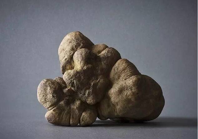 松露口味是什么特点,松露的味道为什么会让人终身难忘