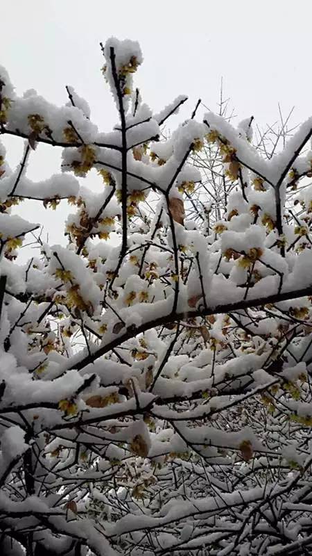 最近几日合肥的雪,合肥连下四天雪