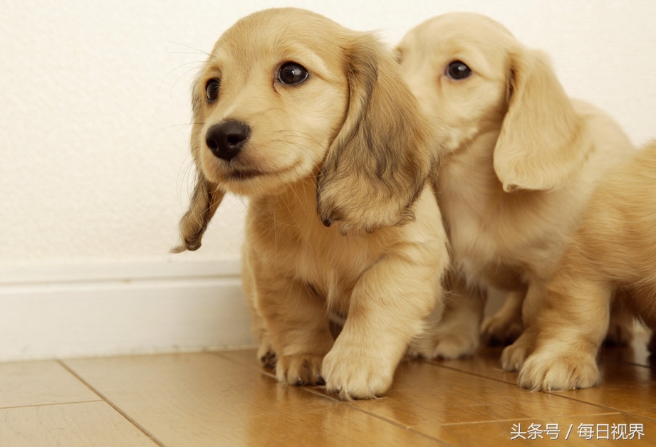 15种狗狗常见病治疗,狗狗生病了有哪些症状