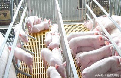 中猪上吐下泻打什么药,猪下泻是怎么回事