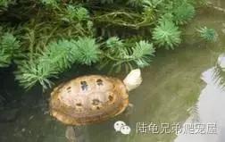 缅甸陆龟智商,缅甸陆龟政策