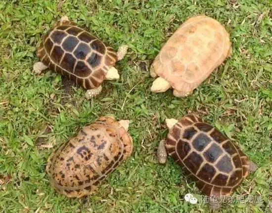 缅甸陆龟智商,缅甸陆龟政策