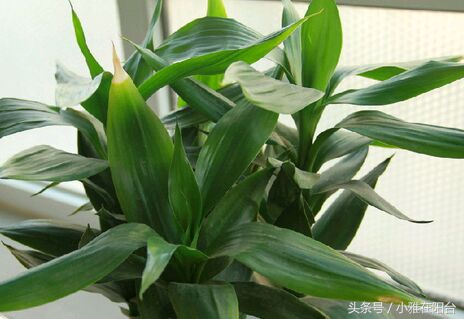 富贵竹发黄了怎么办才能救活,富贵竹叶子发黄长了根怎么救