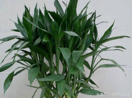 富贵竹发黄了怎么办才能救活,富贵竹叶子发黄长了根怎么救