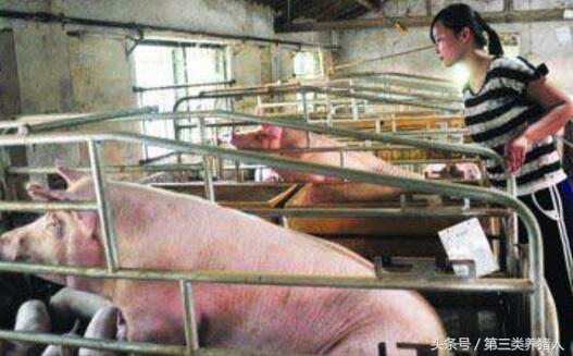 职业养猪人,养猪人的生涯