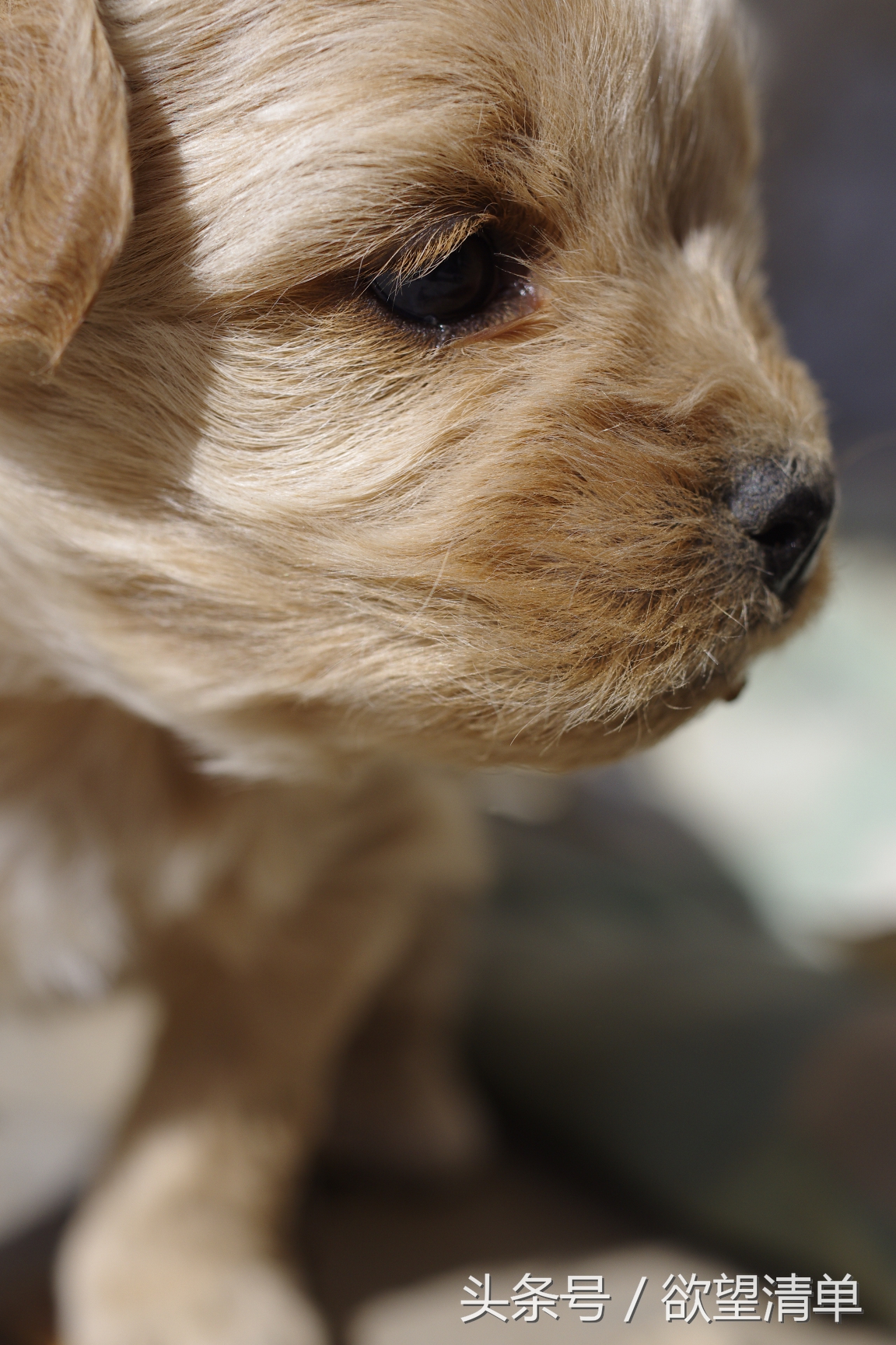 母狗生了狗崽煮什么给他吃,家里狗生了一窝小狗主人吃了