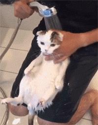 这不科学最不喜欢水的喵星人竟然带着浴帽洗澡还一脸享受