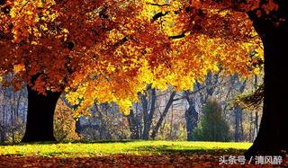 也许我不怕伤，才念念不忘