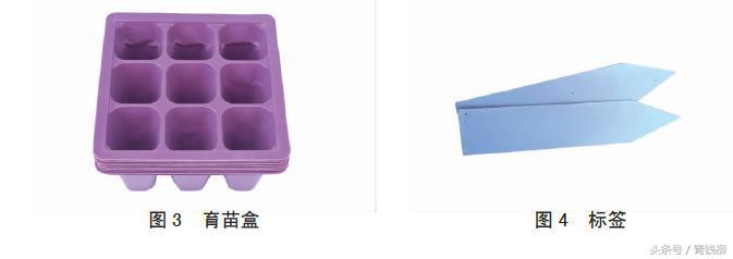 花卉种子怎样播种育苗,天竺葵种子怎样播种育苗