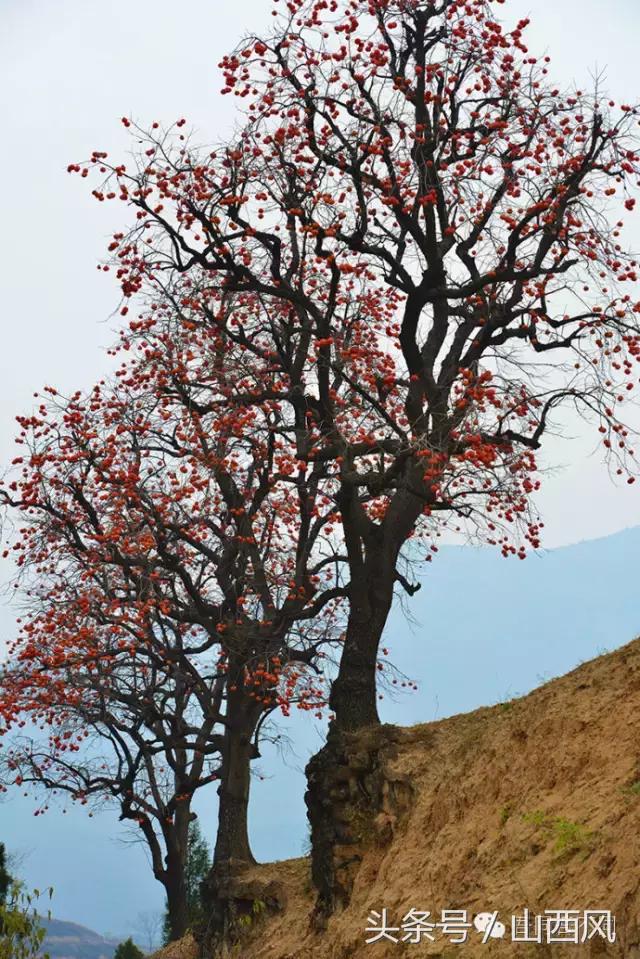 柿子冷落寒风里——稷山游子在深情回望