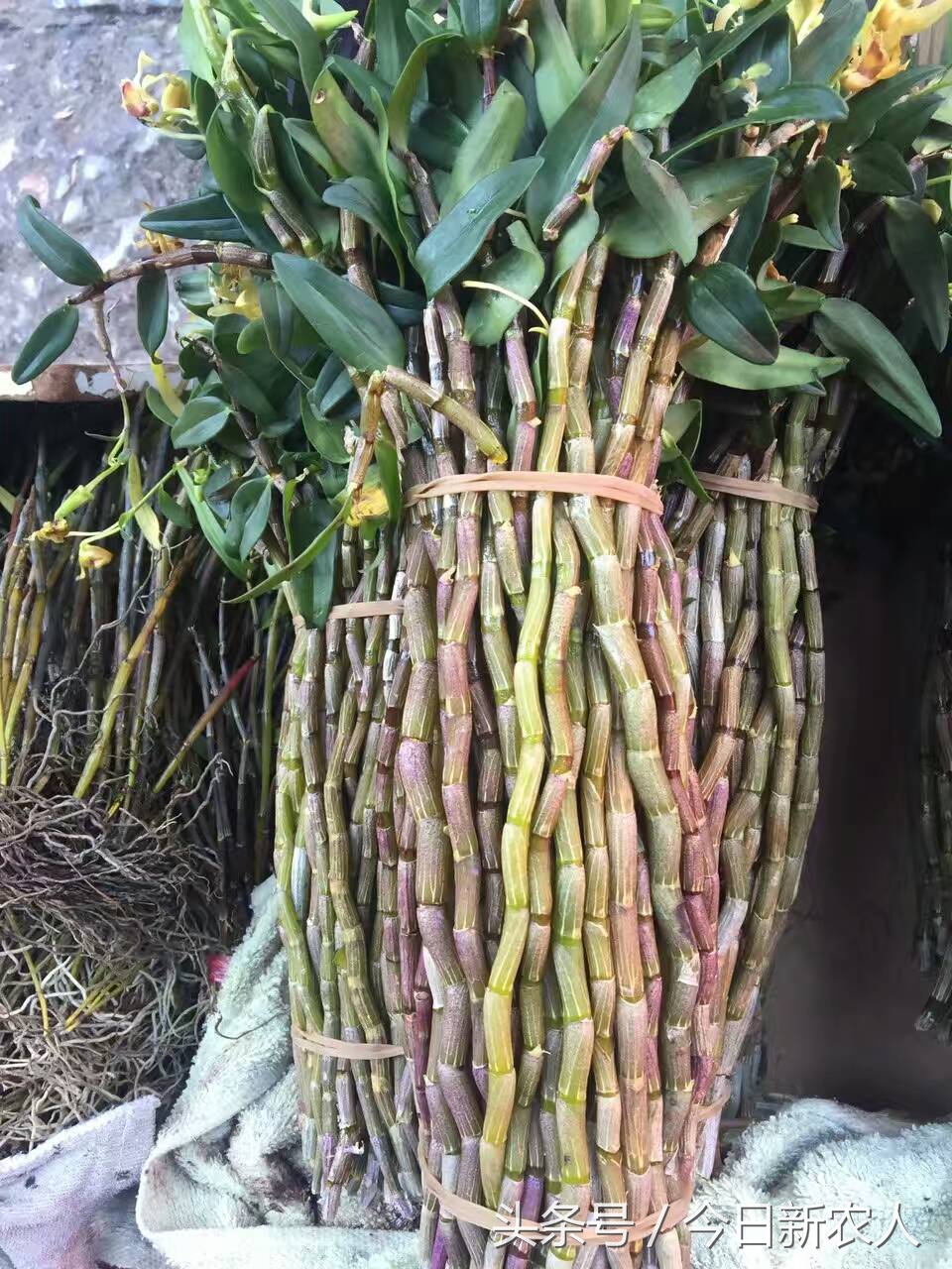 乡村种植农产品有哪些,50亩农田怎么种植多种农产品