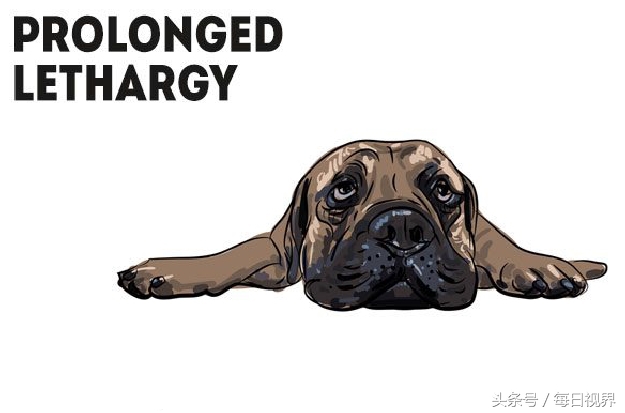 15种狗狗常见病治疗,狗狗生病了有哪些症状