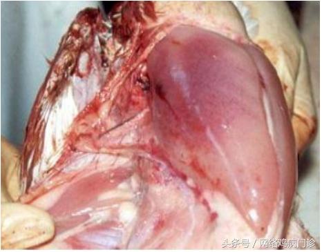 脱霉剂实测,脱霉剂真正脱霉吗