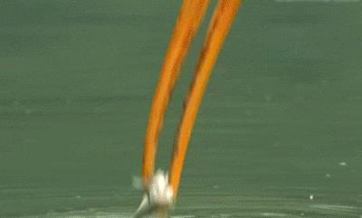 野生动物园猛兽区出逃咬死人,杭州野生动物园猛兽出逃