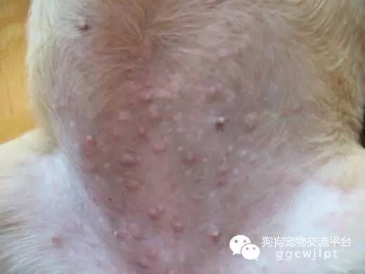 狗狗湿疹用红霉素软膏好不好,狗狗湿疹可以吃氯雷他定吗