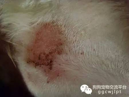 狗狗湿疹用红霉素软膏好不好,狗狗湿疹可以吃氯雷他定吗