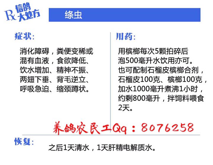 信鸽常见疾病和治疗,信鸽病的诊断治疗