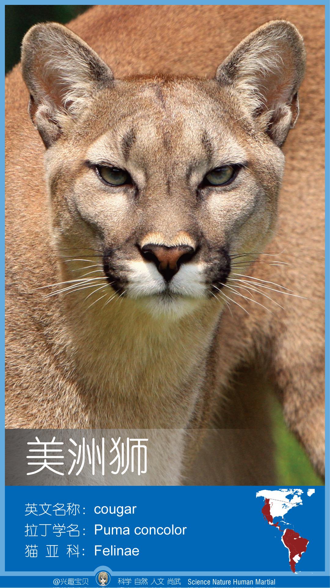 所有36种猫科动物排行,兴趣宝贝21期