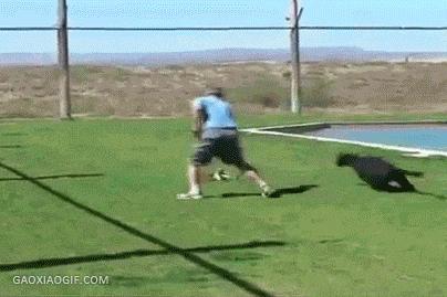 所有36种猫科动物排行,兴趣宝贝21期