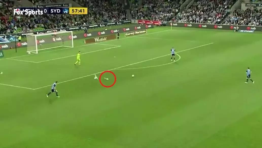 悉尼一只海鸥误入足球赛场，被一球打晕后，成了全场焦点……