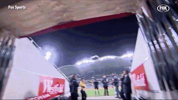 悉尼一只海鸥误入足球赛场，被一球打晕后，成了全场焦点……