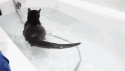 宠物吃辣条搞笑视频,什么宠物吃辣条会中毒