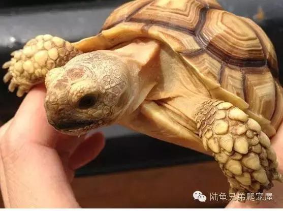 苏卡达生长快吗,如何辨别激素苏卡达