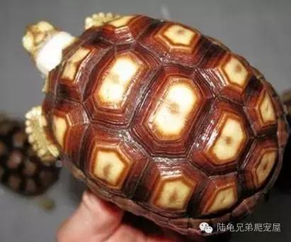 苏卡达生长快吗,如何辨别激素苏卡达