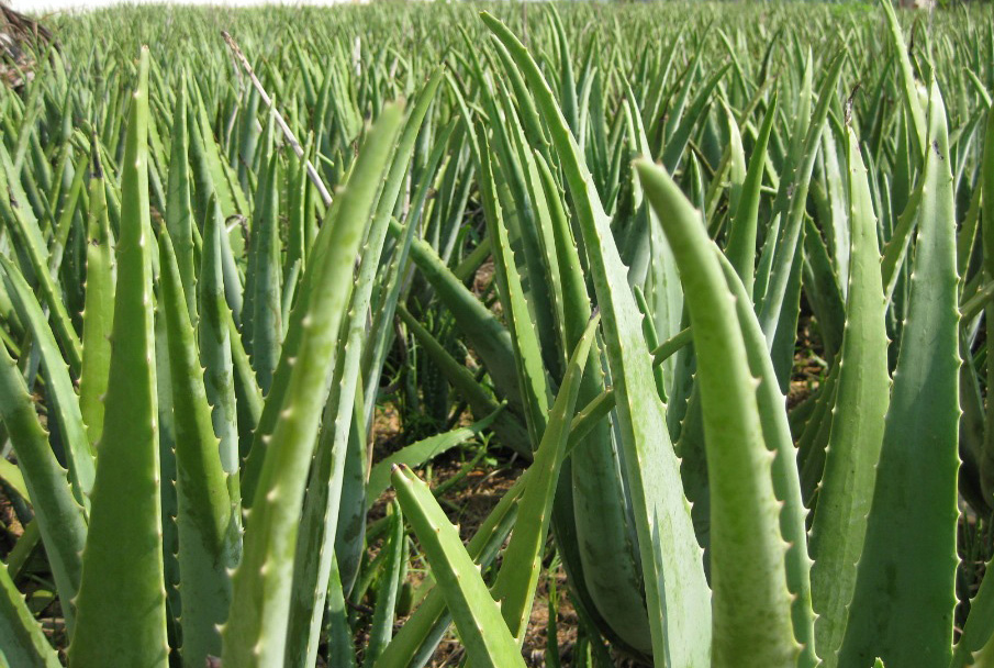 你见过哪些植物的根,芦荟的用处有哪些