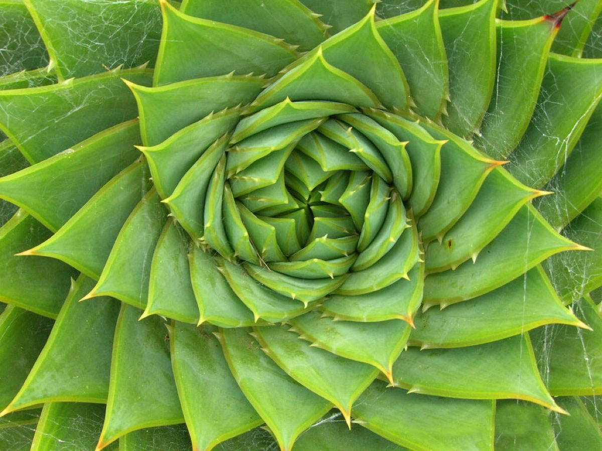 你见过哪些植物的根,芦荟的用处有哪些