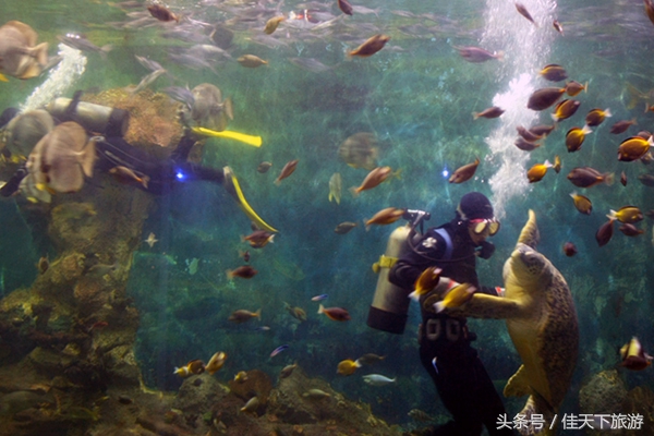 深圳小梅沙海洋世界游乐,深圳小梅沙海洋世界一日游