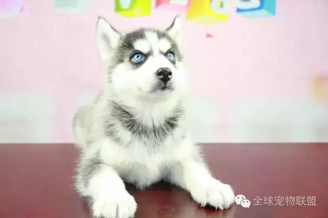 想知道你的狗换算成人的年龄有多大了吗？