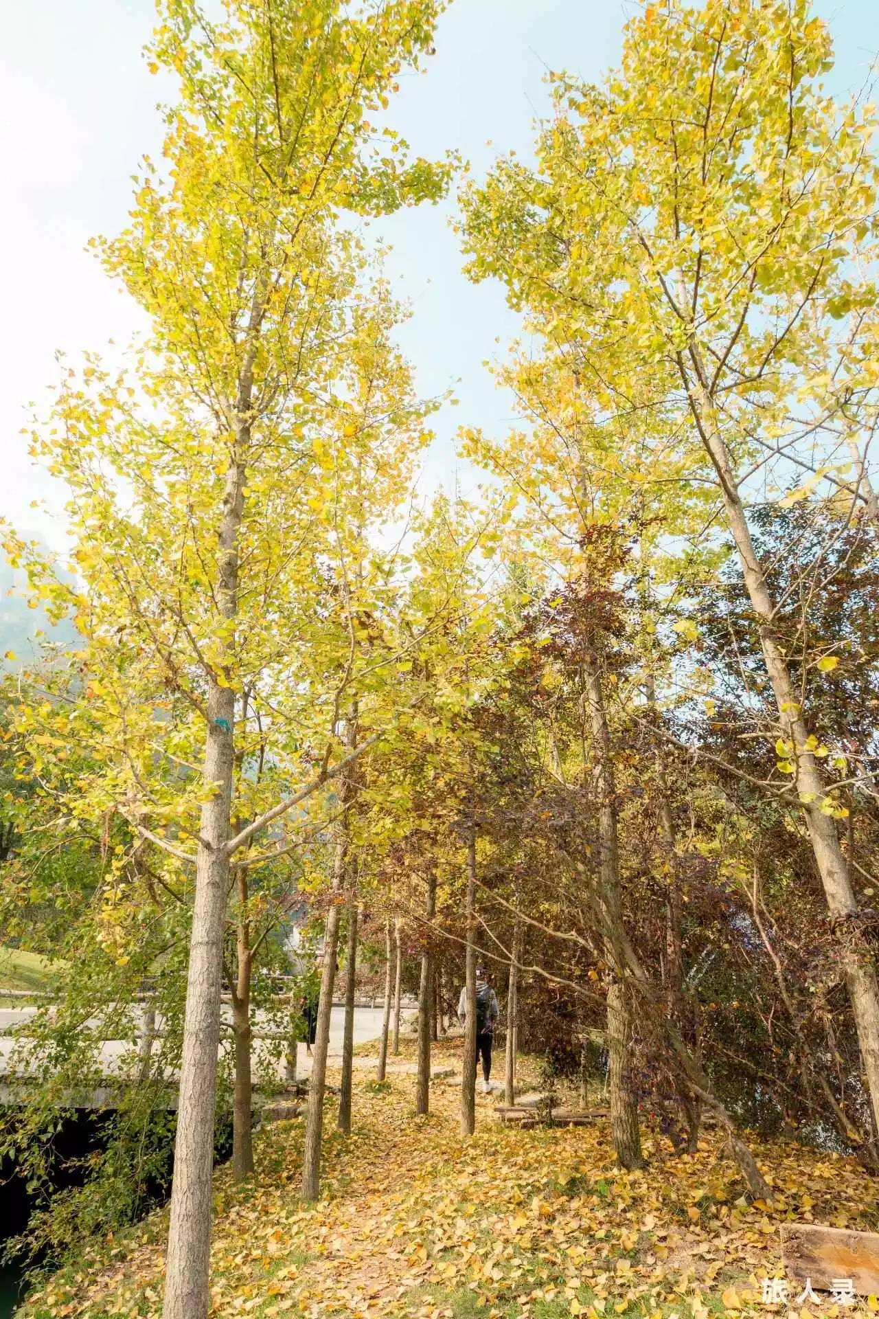 永嘉书院之行,楠溪江永嘉书院