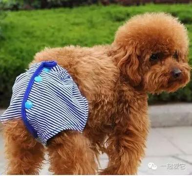 宠知识|狗狗来生理期了？作为家长的你知道吗？