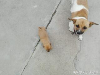 把小狗送人狗妈妈一直哼哼怎么办,母狗带小宝拉稀怎么办