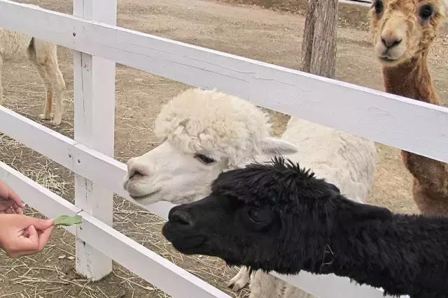 兔子岛猫岛狐狸村，日本这些地方已经被萌宠包围了