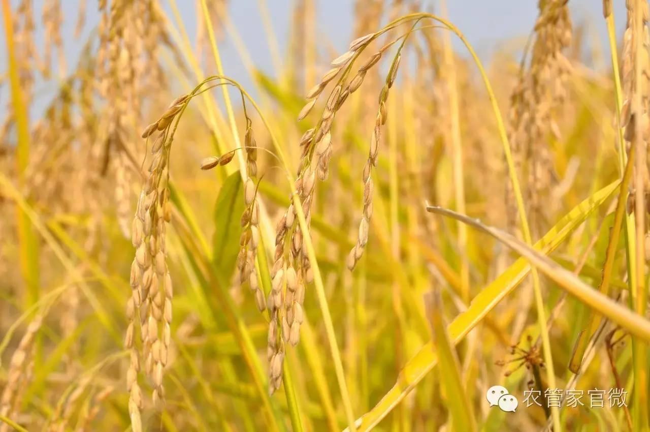 预计下半年大米价格,稻谷价格与大米价格