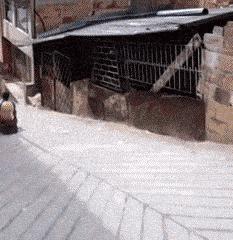 野生动物园猛兽区出逃咬死人,杭州野生动物园猛兽出逃