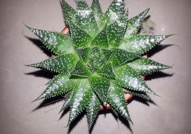 你见过哪些植物的根,芦荟的用处有哪些