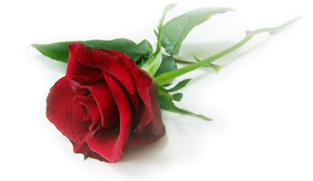 你知道有多少种不一样的玫瑰花,玫瑰代表着的是怎样的情感