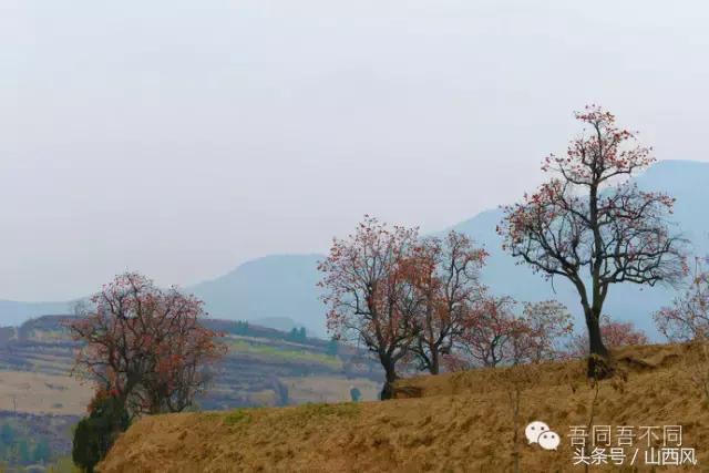 柿子冷落寒风里——稷山游子在深情回望