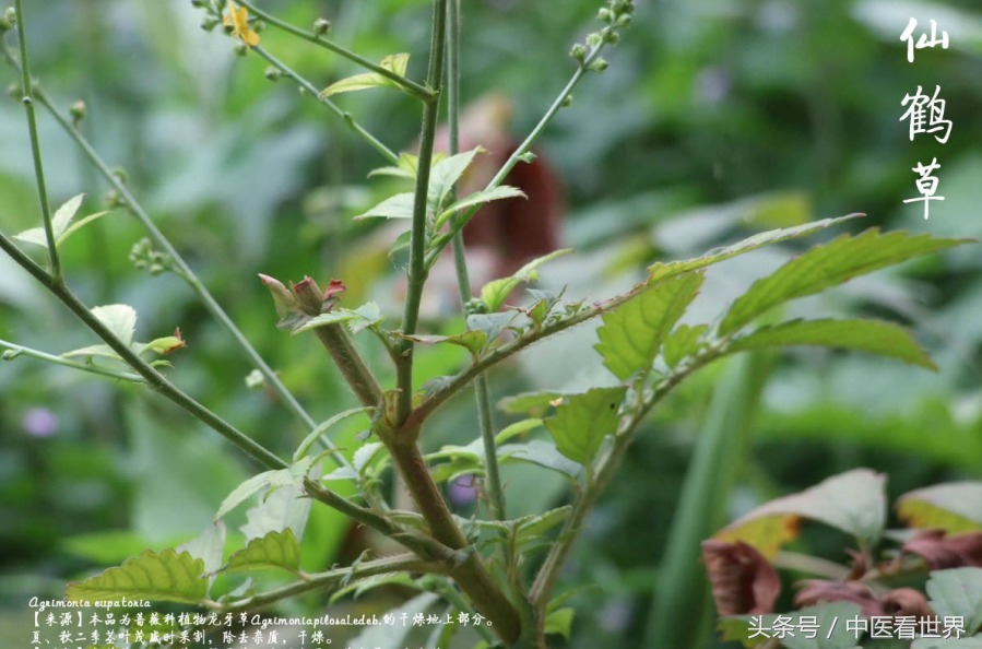 路边有什么草可以降血糖,路边不起眼的小草