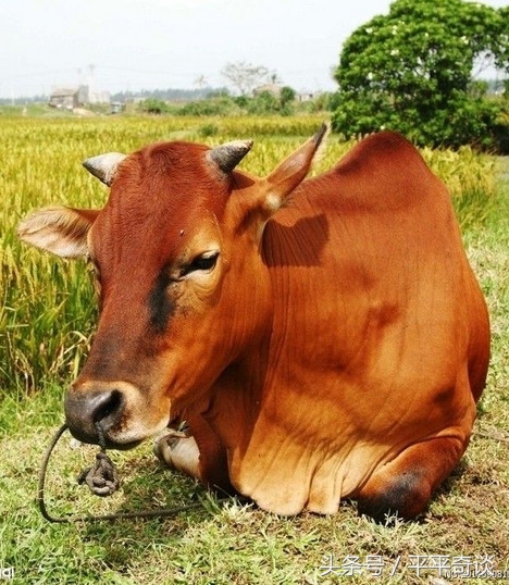 屠夫信佛，不忍宰杀流泪老黄牛，屠夫遇难，老黄牛自杀报恩！