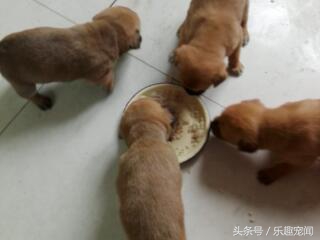 把小狗送人狗妈妈一直哼哼怎么办,母狗带小宝拉稀怎么办