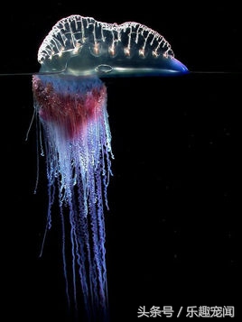 碰到飘着的气球,看到气球飞走就会有恐惧感