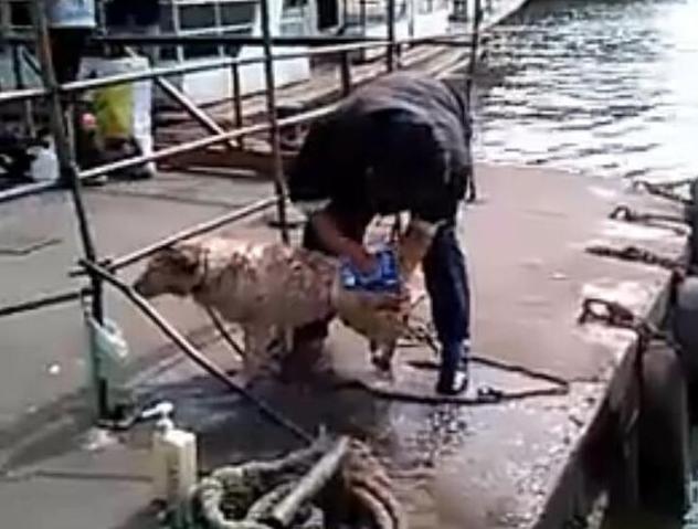 主人给狗狗洗澡溅一身水,男子给狗狗洗澡吹毛