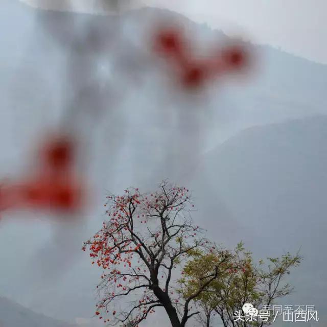 柿子冷落寒风里——稷山游子在深情回望